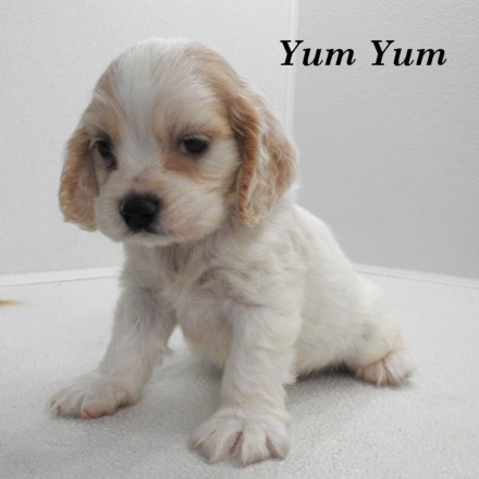 puppy, for, sale, Cocker Spaniel, Joe & Cherri  Overlease, dog, breeder, Miller, MO, dog-breeder, puppy-for-sale, forsale, nearby, find, puppyfind, locator, puppylocator, aca